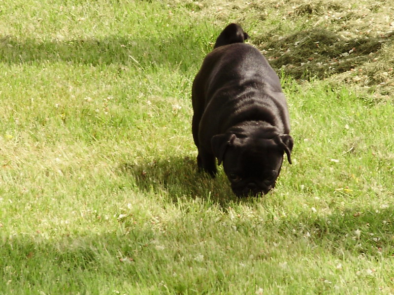 Diana lady black Du chevalier de saint maxime