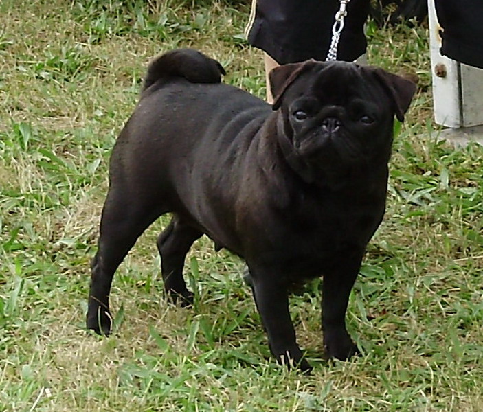 Diana lady black Du chevalier de saint maxime