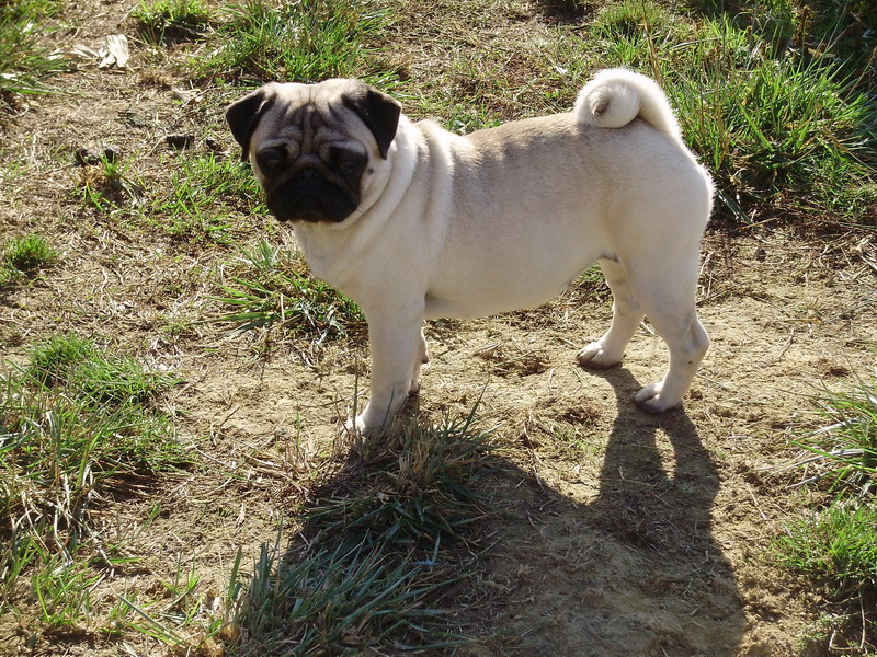 Farceuse by Quakers Family