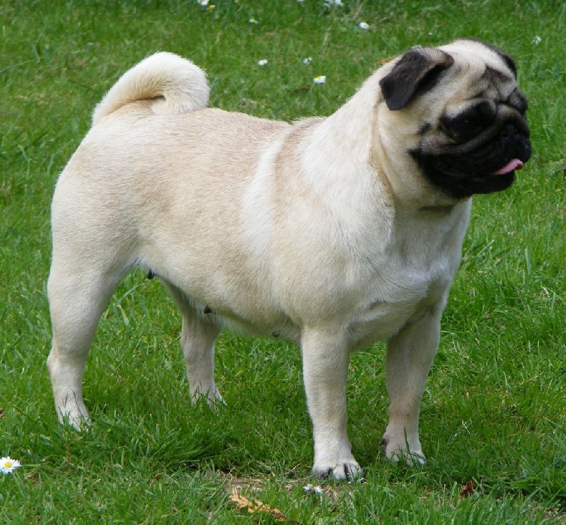 CH. Fayah by Quakers Family