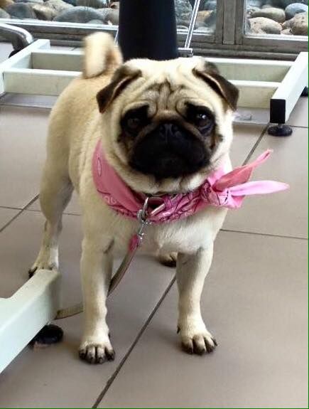 Holly-dolly by Quakers Family