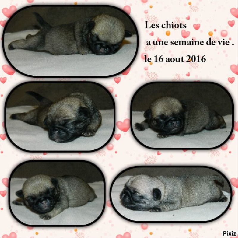 Portée du 9 aout 2016 jinglebell & harrow