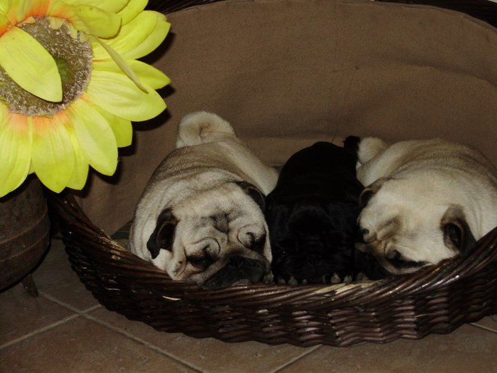 Panacher de nos chiens